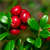 Lingonberry extract - Nephroxan Composition