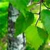 Birch leaf extract - Nephroxan Composition 